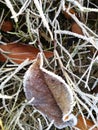 Fallen leaf covered with white frost lying on the grass Royalty Free Stock Photo