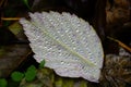 A fallen leaf with dew drops lies on the grass Royalty Free Stock Photo