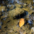 Fallen leaf floating on water in autumn