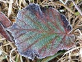 Fallen leaf frost covered in dead grass background