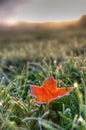 Fallen Leaf on a Frosty Fall Morning