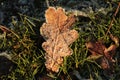 Fallen leaf in frozen grass Royalty Free Stock Photo