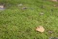 Fallen leaf on the green moss Royalty Free Stock Photo