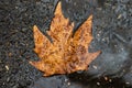 Fallen leaf lie on wet asphalt. Autumn