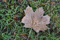 Fallen leaf of maple tree on the grass covered with frost Royalty Free Stock Photo