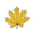 A fallen leaf of a maple tree. Vector illustration isolated on white. Cartoon style Royalty Free Stock Photo