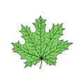 A fallen leaf of a maple tree. Vector illustration isolated on white. Cartoon style Royalty Free Stock Photo