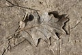 Fallen leaf on muddy background Royalty Free Stock Photo