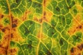 Fallen leaf, parts of it coloured yellow orange and dark brown spots under 4x microscope magnification, image width 9mm Royalty Free Stock Photo