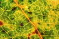 Fallen leaf, parts of it coloured yellow orange and dark brown spots under 4x microscope magnification. Image width 9mm Royalty Free Stock Photo