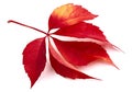 Fallen leaf red