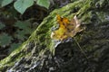 Leaf on mossy log Royalty Free Stock Photo