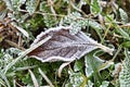 Fallen leaf with rime