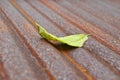 Fallen leaf on Rusted corrugated galvanized iron plate Royalty Free Stock Photo