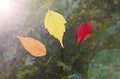 Fallen leaf stuck to the window that gets wet from rain drops. Warm look out the window for autumn.