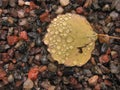 raindrops on yellow leaf on agates