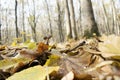 Fallen Leafs and Trees