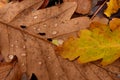 Fallen Leafs with water drops on it fall autumn Royalty Free Stock Photo