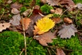 Fallen Leafs with water drops on it fall autumn Royalty Free Stock Photo