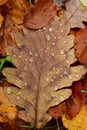 Fallen Leafs with water drops on it fall autumn Royalty Free Stock Photo