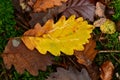 Fallen Leafs with water drops on it fall autumn Royalty Free Stock Photo