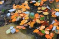 Fallen leafs on water Royalty Free Stock Photo