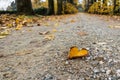 Fallen leave in the autumn on the path