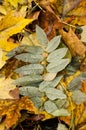 Fallen leave with water drops after the rain Royalty Free Stock Photo