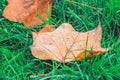 Fallen leave wet with dew on green grass