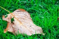 Fallen leave wet with dew on green grass Royalty Free Stock Photo