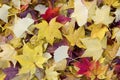 Fallen leaves Royalty Free Stock Photo