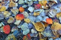 Fallen Autumn Leaves