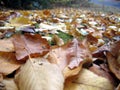 Fallen leaves