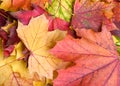 FALLEN LEAVES Royalty Free Stock Photo