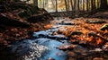 Fallen leaves along a forest stream