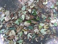 Fallen leaves on the asphalt. Autumn mood. Abstract textured background. Royalty Free Stock Photo