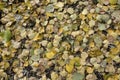 Fallen leaves during Autumn Royalty Free Stock Photo