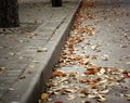 Fallen leaves