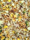 Fallen leaves. Autumn background. Fallen leaves on the ground Royalty Free Stock Photo
