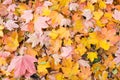 Fallen leaves in autumn Royalty Free Stock Photo