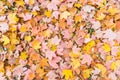 Fallen leaves in autumn Royalty Free Stock Photo