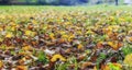 The fallen leaves in autumn forest(Soft focus) Royalty Free Stock Photo