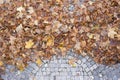 Fallen leaves, autumn Royalty Free Stock Photo
