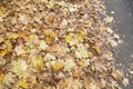 Fallen leaves, autumn Royalty Free Stock Photo
