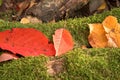 Fallen leaves in autumn. An old stump from a tree covered with moss. Royalty Free Stock Photo