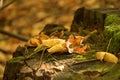 Fallen leaves in autumn. An old stump from a tree covered with moss. Royalty Free Stock Photo