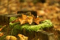 Fallen leaves in autumn. An old stump from a tree covered with moss. Royalty Free Stock Photo