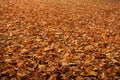 fallen leaves, autumn park, carpet of dry fallen leaves on the ground in the forest Royalty Free Stock Photo