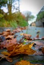 Fallen leaves in the autumn season in apark in Europe