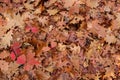 Fallen leaves background